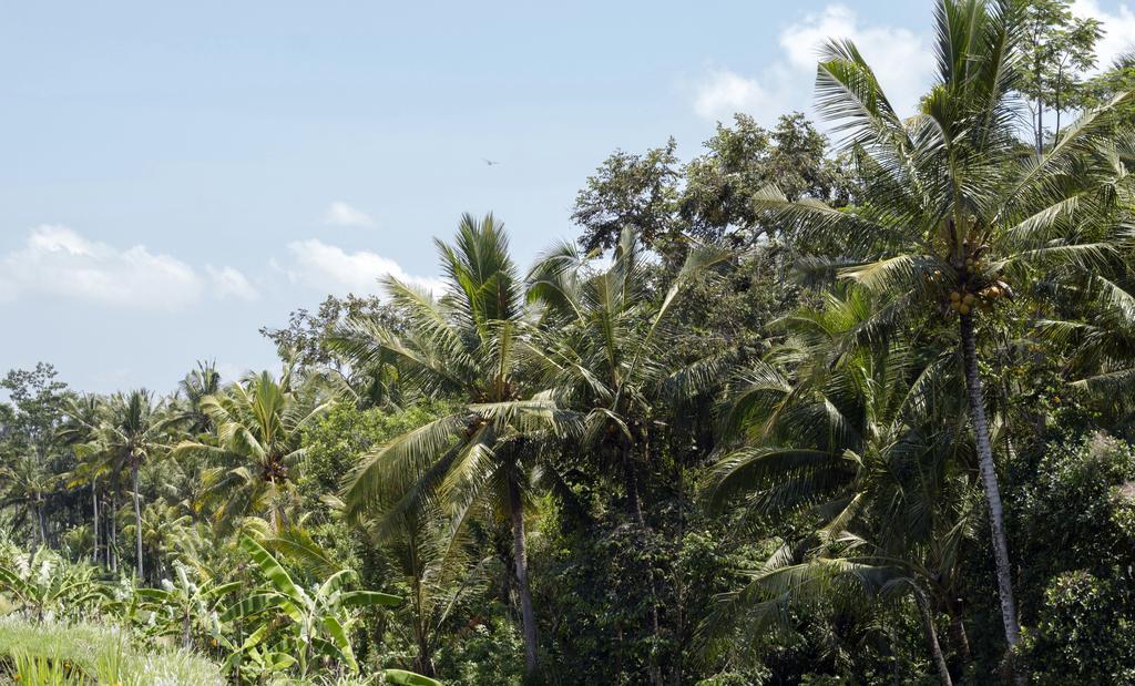 Graha Rusni Villa Ubud Kültér fotó